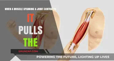 Muscle Contractions: How Joint-Spanning Muscles Pull and Move Limbs