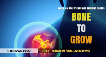 Muscle Tears, Bleeding, and Bone Growth: Unraveling the Healing Process