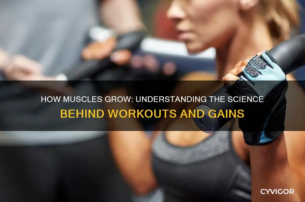 when a muscle works it gets