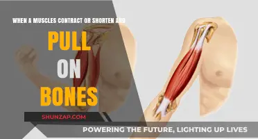 Muscle Contractions: How Shortening Muscles Move Bones and Power Motion