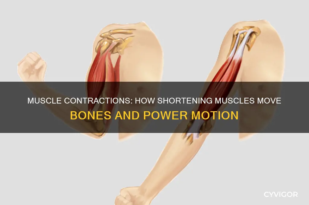 when a muscles contract or shorten and pull on bones