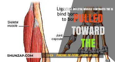 How Skeletal Muscles Contract: Pulling Bones During Movement
