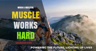 How Skeletal Muscles Respond and Adapt to Intense Physical Work
