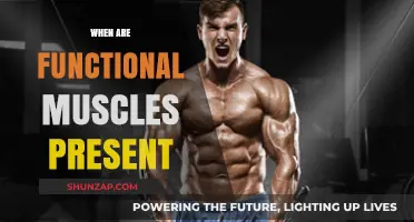 The Evolution of Functional Muscles