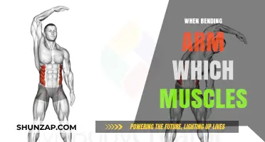 Muscles Engaged When Bending Your Arm: A Comprehensive Guide