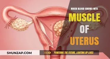 Uterine Muscle Growth: Understanding Blood's Role in Endometrial Transformation