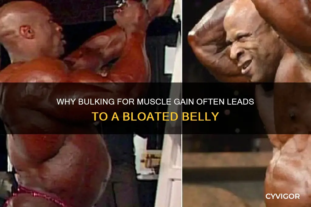 when bulking for muscle gain belly always bloated