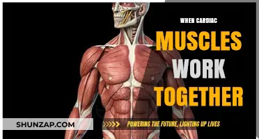 Synchronized Heart Power: How Cardiac Muscles Collaborate for Efficient Pumping