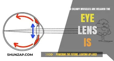 Relaxed Ciliary Muscles: How the Eye Lens Adjusts for Distance Vision