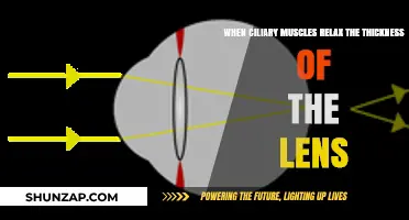 How Ciliary Muscle Relaxation Affects Lens Thickness in the Eye