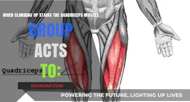 Quadriceps Role in Stair Climbing: Function and Muscle Engagement Explained