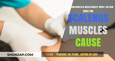 Bilateral Scalenus Muscle Contraction: Understanding Its Action and Effects