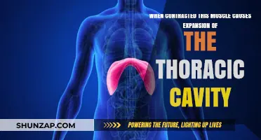 How the Diaphragm Muscle Expands the Thoracic Cavity During Contraction