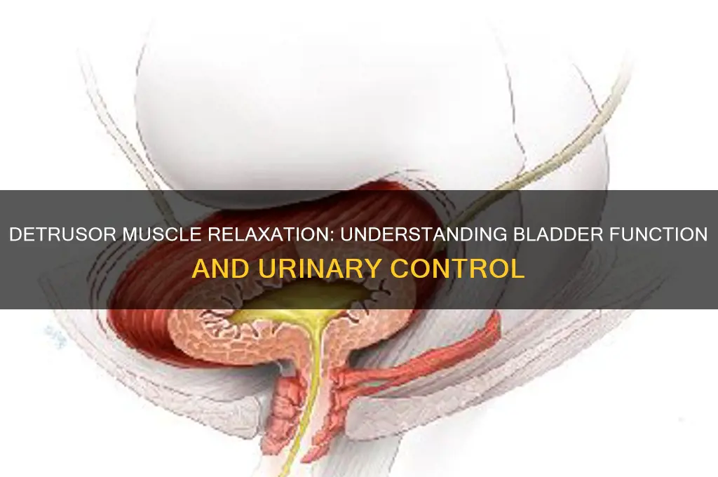 when detrusor muscle relaxes what happens