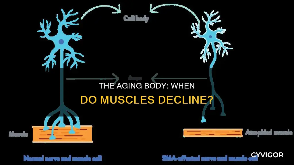 when do muscles decline