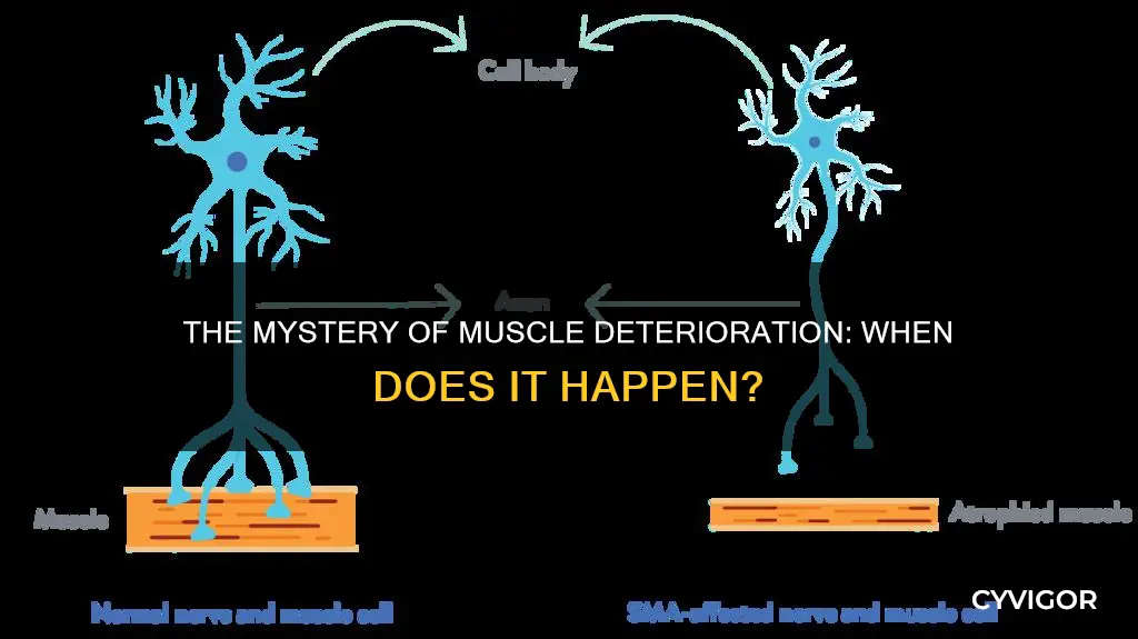 when do muscles deteriorate
