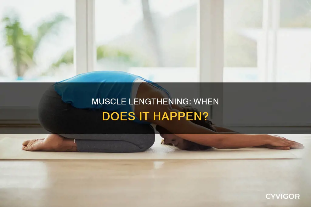 when do muscles lengthen
