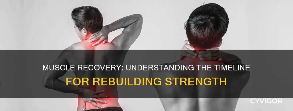 when do muscles recover