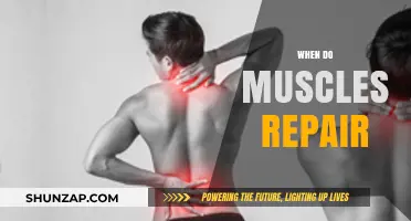 Muscle Repair: Understanding the Optimal Recovery Window