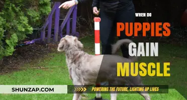 Puppy Muscle Development: When and How Puppies Gain Strength