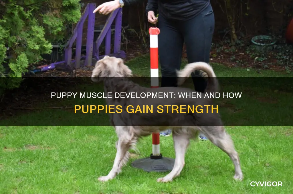 when do puppies gain muscle