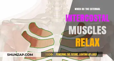 When Do External Intercostal Muscles Relax During Breathing?