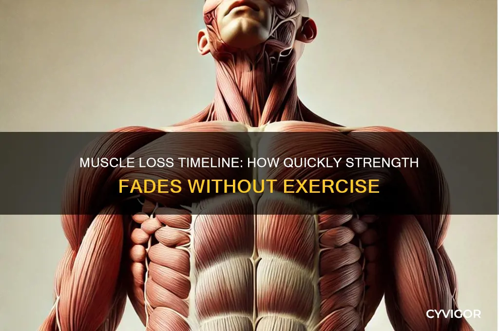 when do you lose muscle after not working out