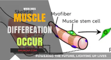 Muscle Differentiation: When Does It Begin?