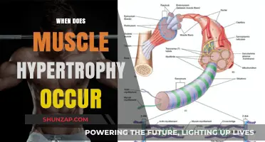 How Muscle Hypertrophy Occurs and When