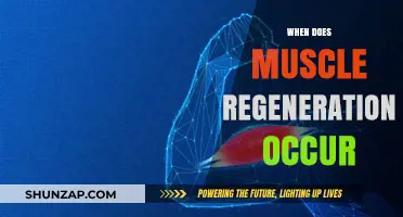 Muscle Recovery: When Does Regeneration Occur?