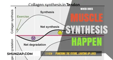 Muscle Synthesis: The Optimal Window for Muscle Growth