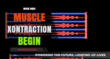 How Muscles Contract: The Beginning of Movement
