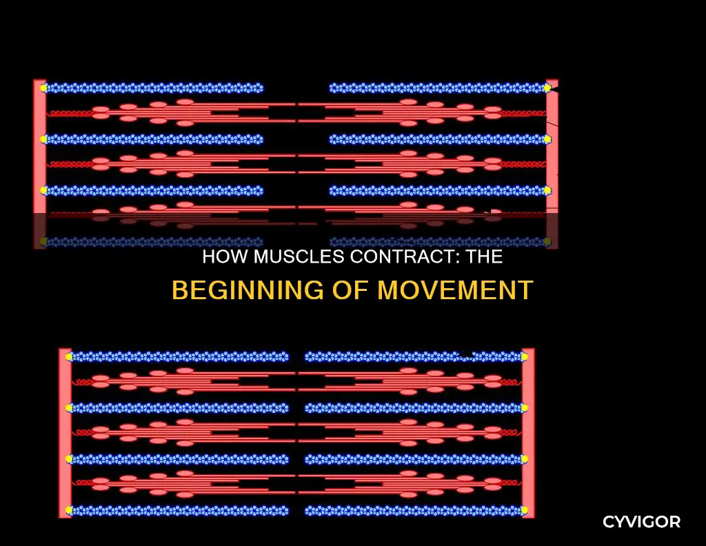 when does muscle xontraction begin