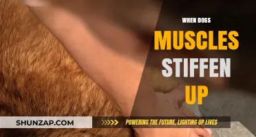 Stiff Muscles in Dogs: Causes and Remedies