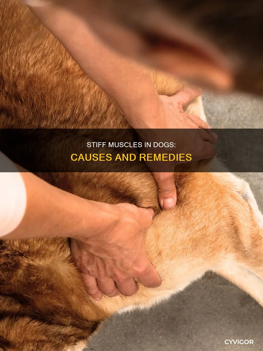 when dogs muscles stiffen up