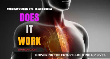 Cardio's Muscle Focus: Unveiling the Primary Muscles Engaged During Cardio Workouts
