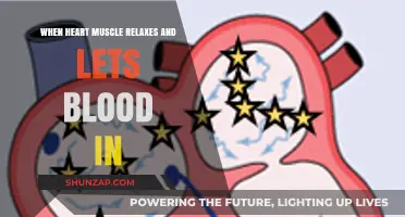Understanding Diastole: When Heart Muscle Relaxes and Lets Blood In