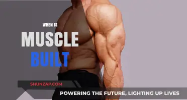 Muscle Growth: The Optimal Window for Building Strength