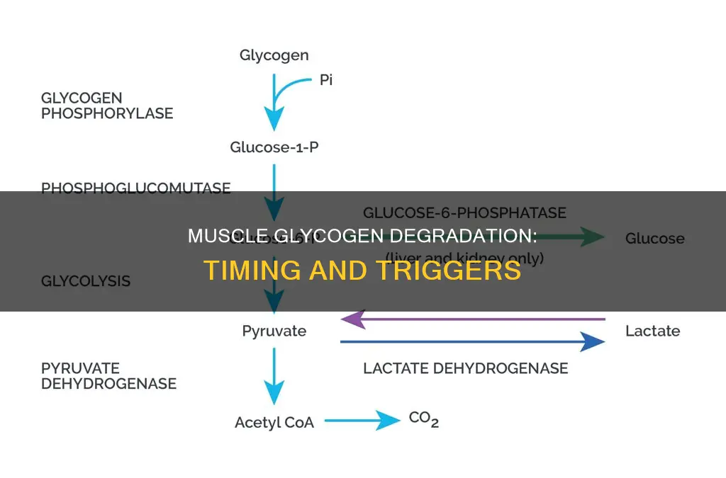 when is muscle glycogen degraded