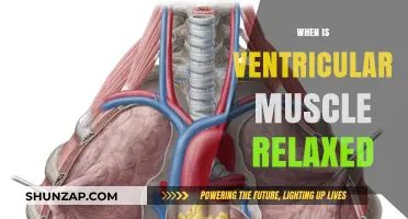 Understanding Ventricular Muscle Relaxation: Timing and Cardiac Cycle Insights