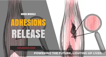 Muscle Adhesions: Releasing and Relieving for Better Performance