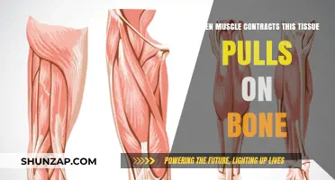 Muscle Contractions: How Tissue Pulls on Bone to Create Movement