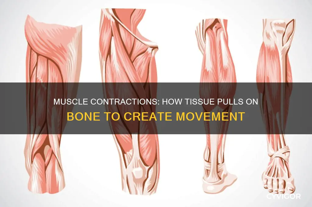 when muscle contracts this tissue pulls on bone