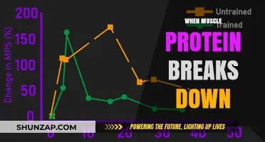 Muscle Protein Breakdown: What, Why, and How?