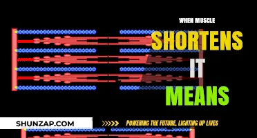 What Muscle Shortening Means for Your Body