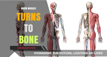 Muscle to Bone: Unveiling the Transformation
