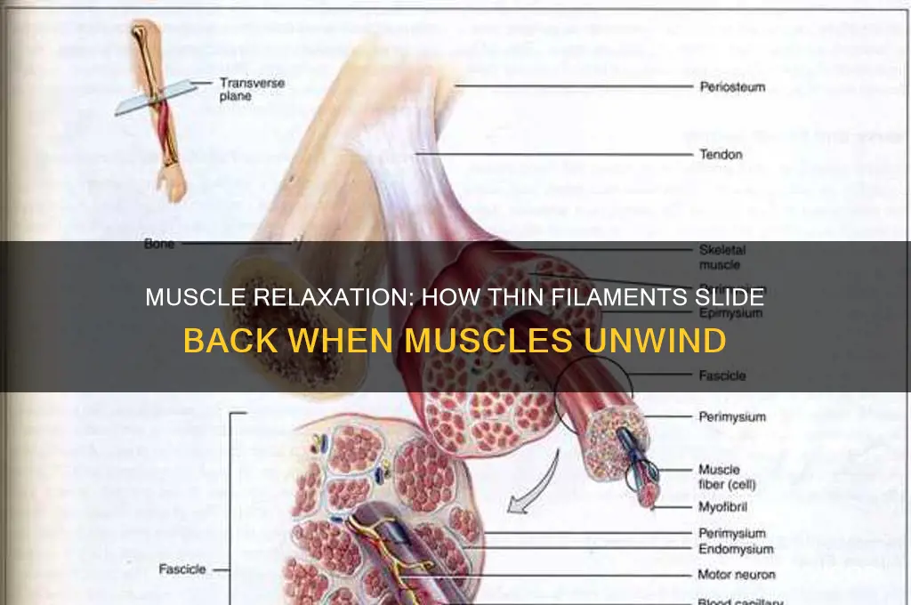 when muscles are relaxed do thin filaments slide back