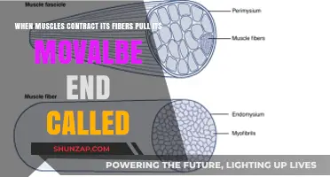 Muscle Contraction: How Fibers Pull Movable Ends for Movement