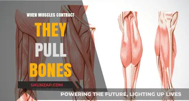 Muscle Contractions: How They Pull Bones for Movement and Strength