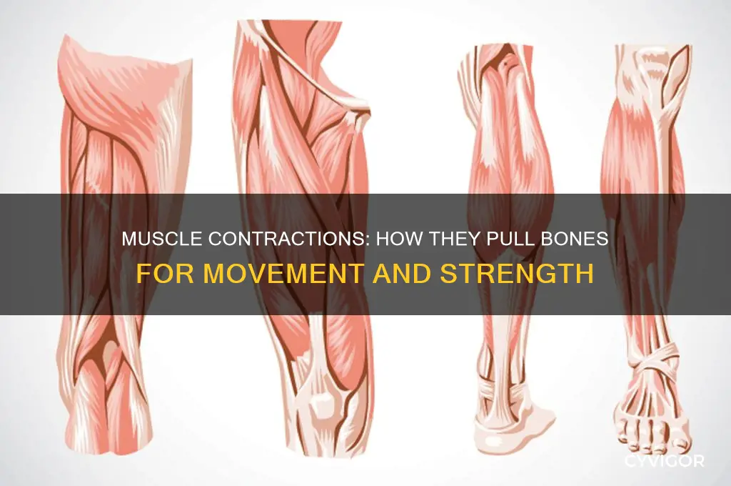 when muscles contract they pull bones